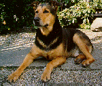 Burmese Mountain Dog